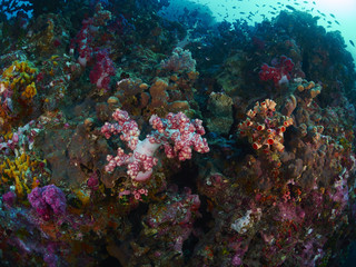 Naklejka na ściany i meble soft coral with diver