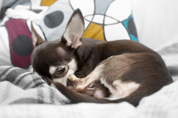 resting and lying chihuahua