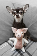 cute chocolate chihuahua with its toy piggy