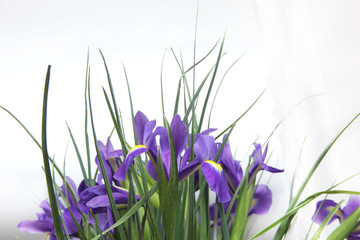 small purple irises