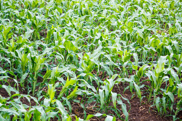 Green corn field