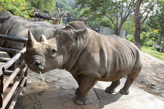 African black rhinoceros