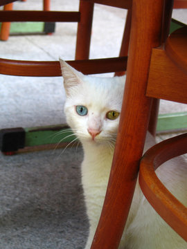 Sad odd-eyed cat