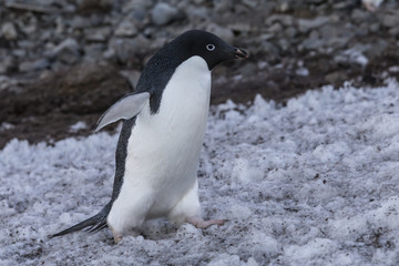 Fototapeta premium Adélie Penguin.