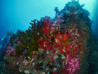 soft coral with diver