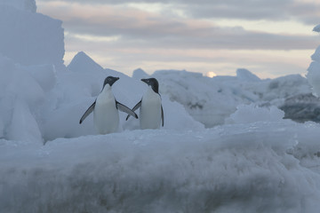 Adélie Penguin. © Johannes Jensås