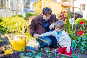 Dad and his little son planting seedlings in vegetable garden