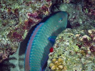 Purplestreak Parrotfish