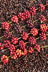 Coffee beans ripening on dried berries coffee beans backgourng