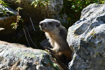 camminata in montagna