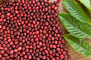 Close up of coffee beans ripening with leaf on wooden backgourng