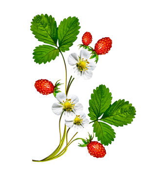 Sprig of flowers strawberries