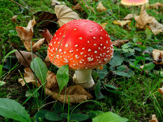 Мухоморы