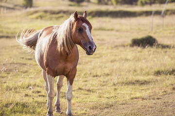 Single horse in the outback, in Brisbane - Queensland.