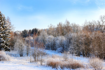 Fototapeta premium Winter. Beautiful winter landscape with snow covered trees