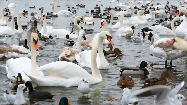 Swans and Seagulls in Prague in Winter