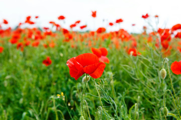 Red blooming poppy, huge field of blossoming flowers
