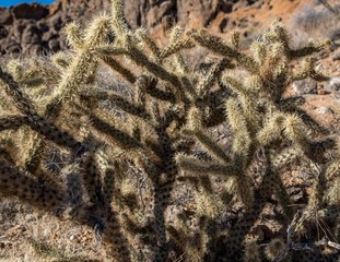 Cholla Cactus Garden