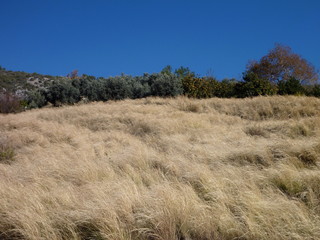 meadow with high dry grass and bushes