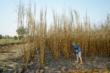 Sugarcane field burning in Thailand