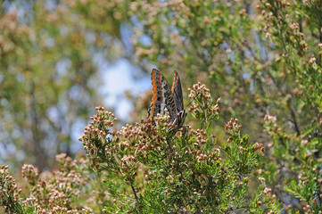 Wild Butterfly 