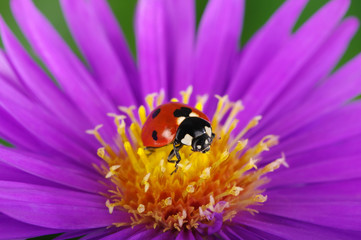 Ladybug