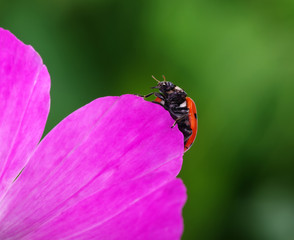 Ladybug