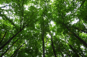 Fototapeta premium Trees