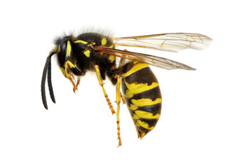 wasp