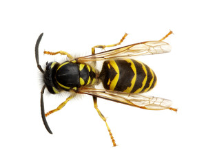 wasp