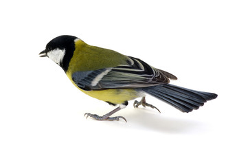 great tit