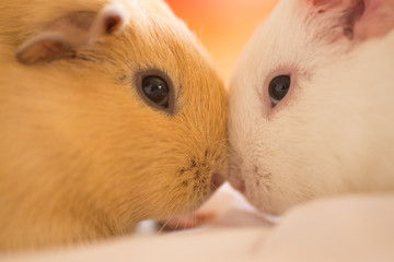 Guinea pigs cuddling face to face