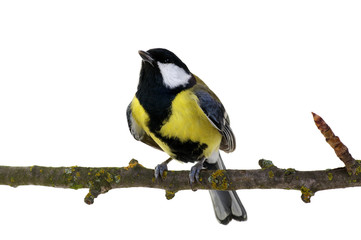 great tit
