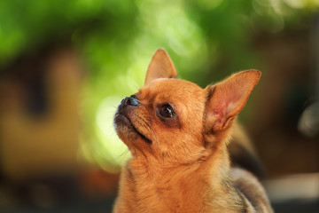 Dog, pet, Chihuahua.