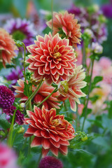 Пёстрые георгины в саду.