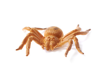 Fake rubber spider toy isolated