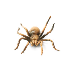 Fake rubber spider toy isolated