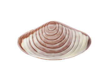 Shell shaped chocolate candy