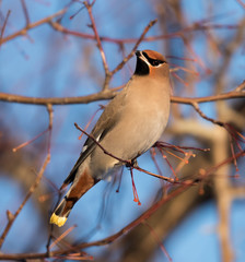 Bohemian Waxwing 