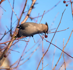 Bohemian Waxwing Eating Berries