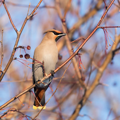 Bohemian Waxwing  