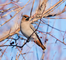 Bohemian Waxwing 
