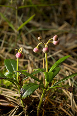 Chimaphila umbellata (Umbellate Wintergreen, Pipsissewa, or Prince's pine). Pink blooming flower in natural environment