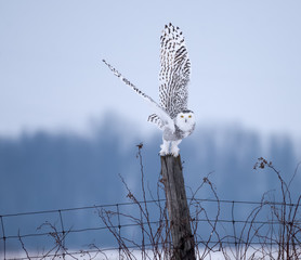 Snowy Owl with Open Wings Perched on Post © FotoRequest