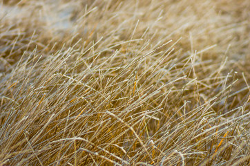 dry grass winter morning