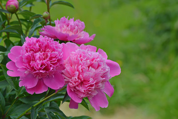 Розовые пионы на зелёном фоне.