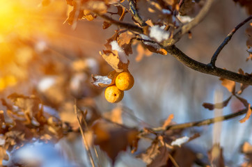 Oak galls Cynips quercusfolii
