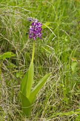 Military orchid plant purple blossom - Orchis militaris. Beautiful flower blooming in a natural environment.