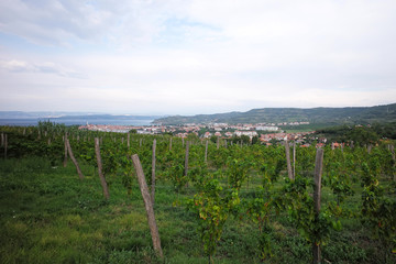 Fototapeta na wymiar Beautiful green vineyard