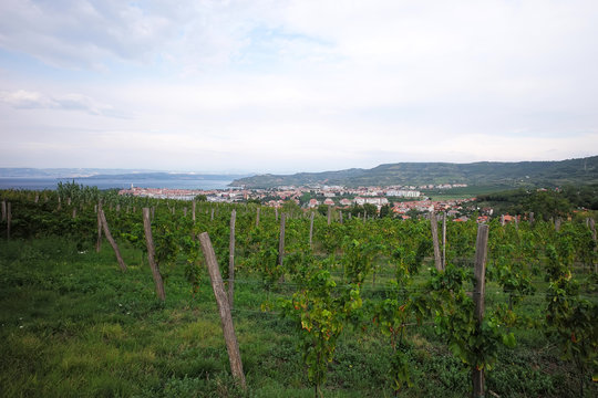 Beautiful green vineyard